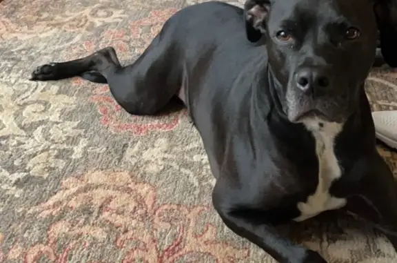 Help Find Chancellor: Sweet Senior Dog