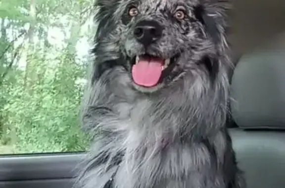 Lost Blue Merle Aussie on Spaulding Rd