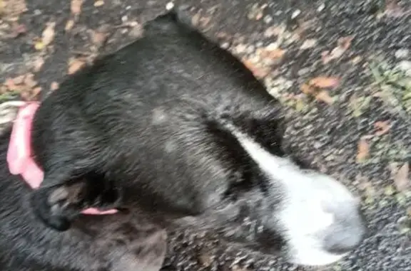 Found dog Fernandina Beach, photo: Found: Sweet Pit Bull with Pink Collar