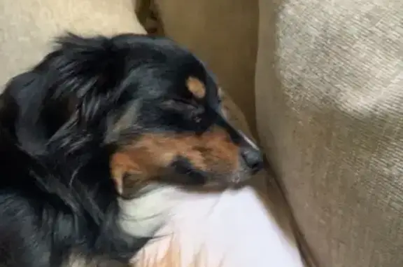 Lost Dog: Black & Brown on Satterfield Rd
