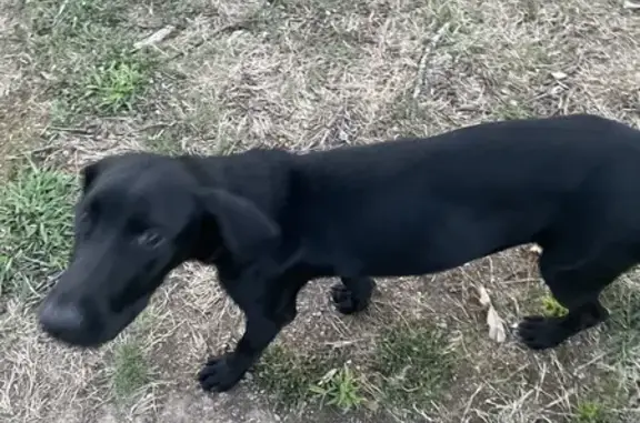 Lost and found pets Sherwood, photo: Found: Friendly Black Lab in Sherwood, AR