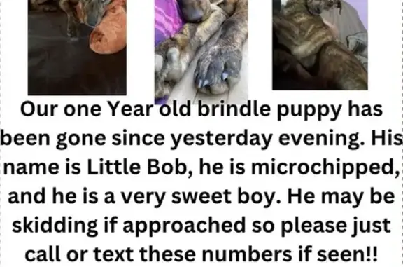 Lost Brindle Dog Near Forest Rd 187