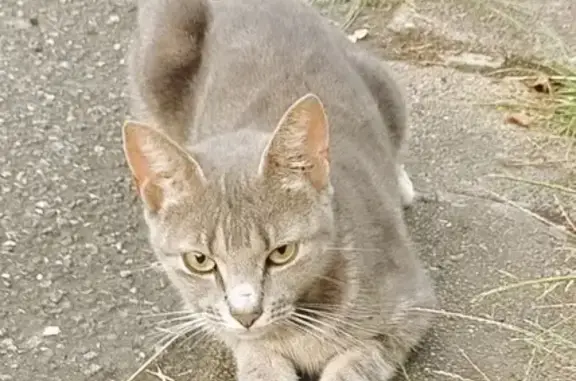 Chat trouvé , photo: Chatte trouvée à Ousse des Bois : Bella