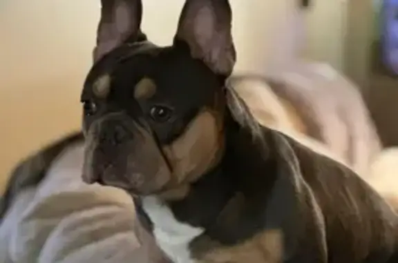 Lost French Bulldog: Blue on West Aztec