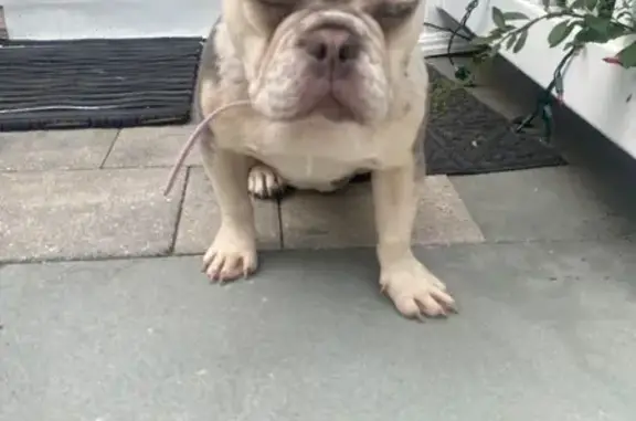 Lost Frenchie: Pink Collar, Bent Tail