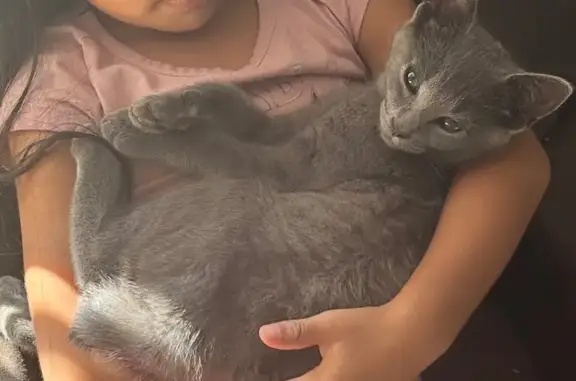 Friendly Grey Cat Lost on Oak Ridge St