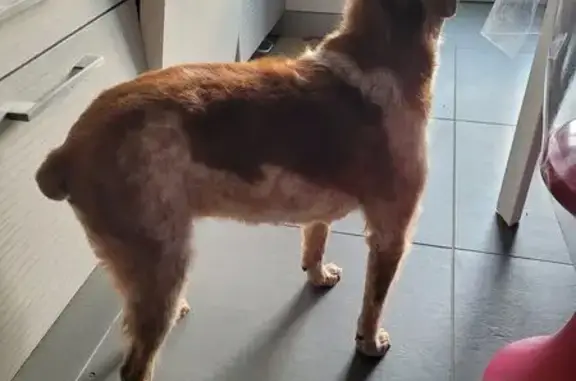 Chien perdu : Lali disparue à Montoison - photo
