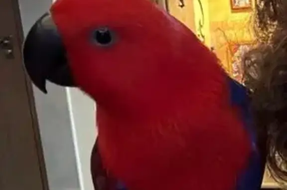 Lost Bird Alert: Flew Out at Kim Keat