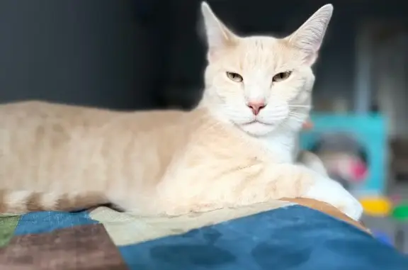 Lost and found pets Berwyn, photo: Lost Tabby Cat: White & Beige in Berwyn