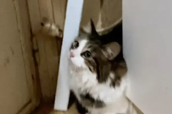Animaux perdus Grasse, photo: Chatte perdue, blanche/tigrée, 13 ans, Grasse