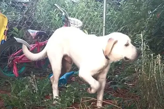 Found dog Augusta, photo: Found Hyper Male Dog on Walton Way