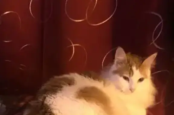 Chatte perdue, 2 ans, blanche et rousse - photo