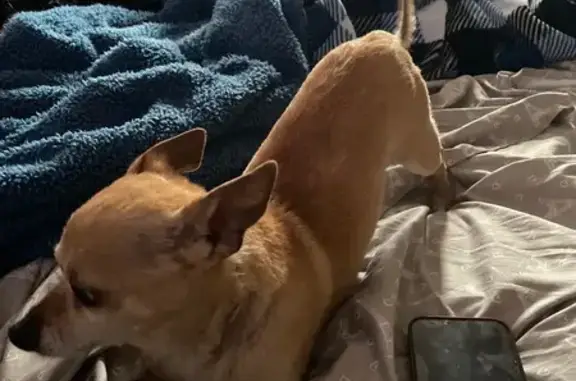 Lost Tan Dog: Blind in One Eye, Philly
