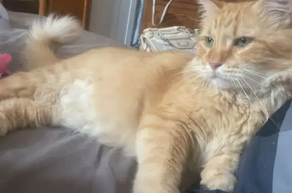 Missing cat San Francisco, photo: Lost: Big Fluffy Red Cat in SF
