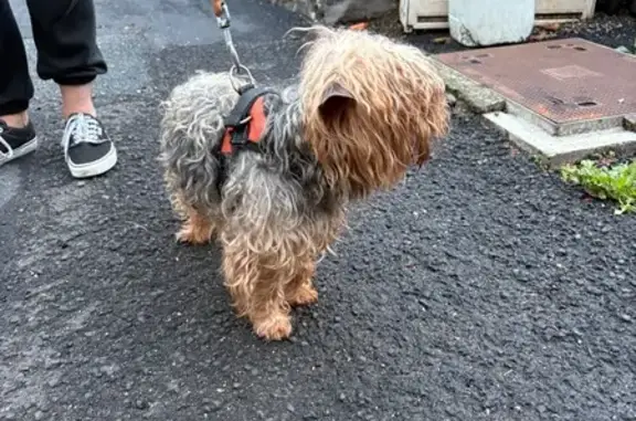 Animaux trouvés , photo: Chien trouvé avec harnais noir et orange