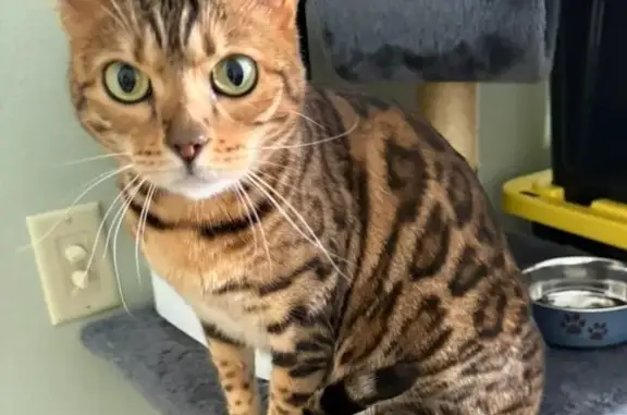 Lost Bengal Cat Maui in Holdingford
