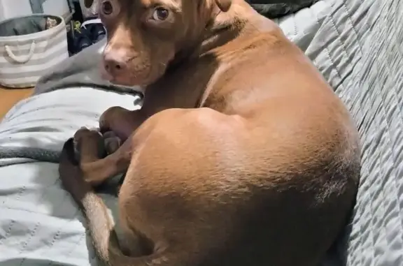 Lost Dog on North Woodbury Green Dr