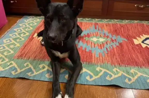 Found pets New York, photo: Found Dog: White Feet on 76th St, NY