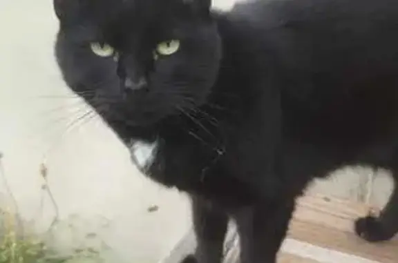 Chat perdu, Estissac, photo: Chat noire perdue, Rue André Néron