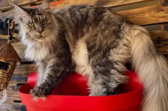 Chatte Maincoon grise perdue à Sète - photo
