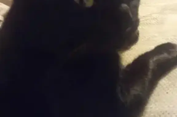Chat noir perdu à Bouzigues, 2 ans, non castré - photo