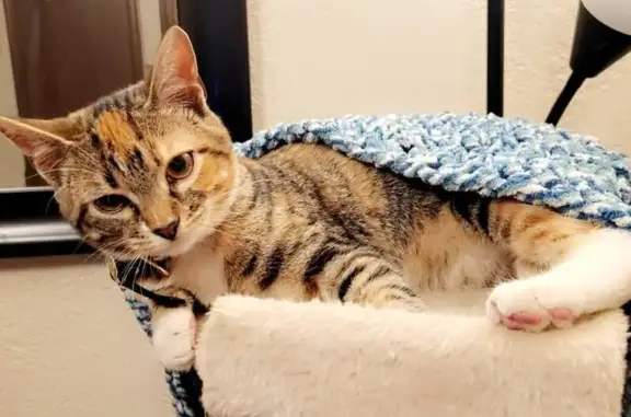 Lost and found pets Oklahoma City, photo: Help Find Luna: Missing Tabby in OKC