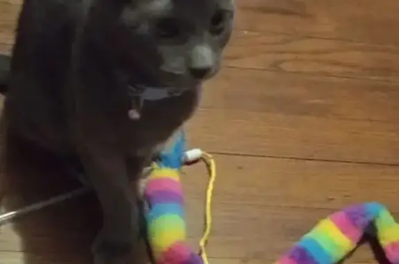 Lost Gray Cat Cosmo on North Martin St