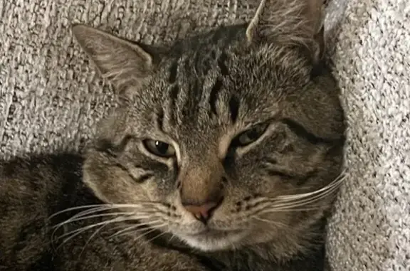 Missing cat White City, photo: Lost Tabby in White City - Reward Offered!