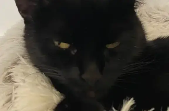 Lost: 3-Legged Black Cat 'Poppet' in Birtley