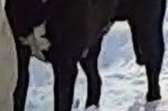 Missing dog Arkansas City, photo: Lost Dog: Obedient Rocky in Lonoke, AR