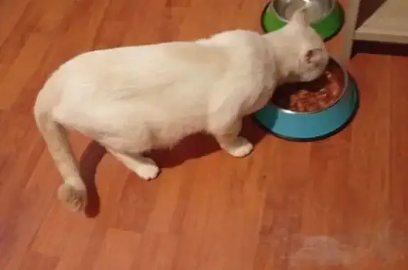 Chat perdu, Le Pellerin, photo: Chat mâle crème perdu, yeux bleus-verts