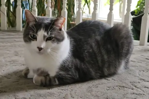 Lost and found pets Overland Park, photo: Lost Grey Tabby: West 131st Terrace