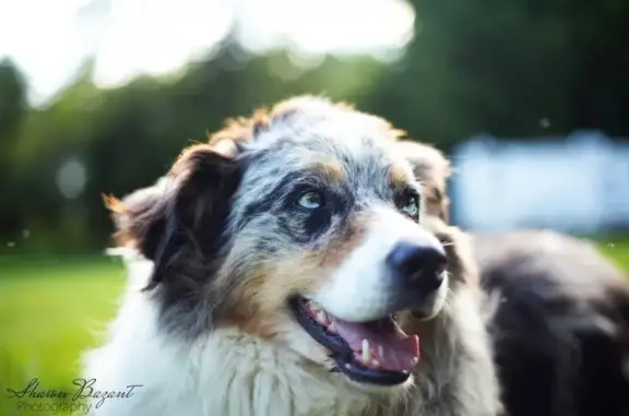 Lost Dog: Unique Eyes, Wavy Coat - Big Lake