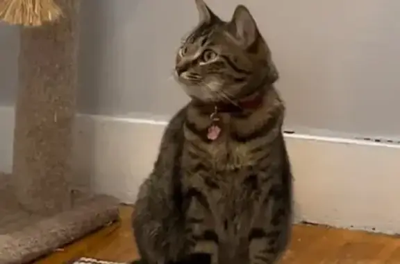 Lost Tabby Cat on Lebanon St, Winchester