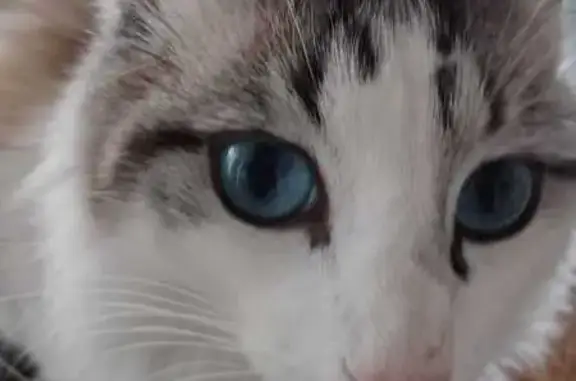 ¡Gato Perdido! Blanco y Gris con Ojos Azules