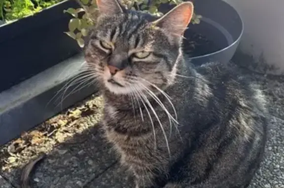Chat tigré perdu, 11 ans, Strasbourg - photo