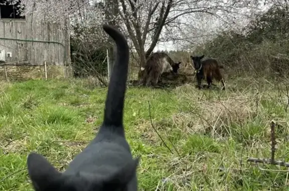 Chatte noire perdue à Mazerolles - photo