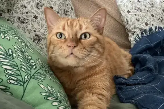 Chat perdu, Hérouville-Saint-Clair, photo: Chat roux perdu, craintif, Hérouville