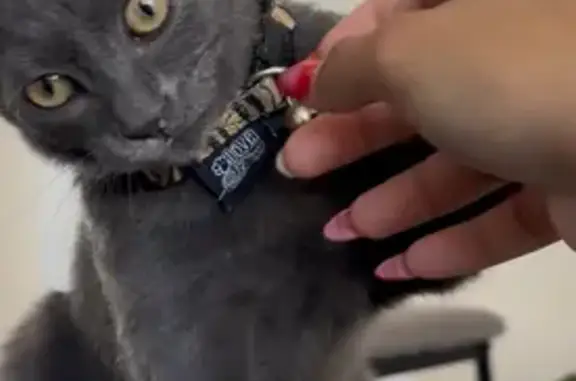 Petit chat gris perdu à Cayenne - photo