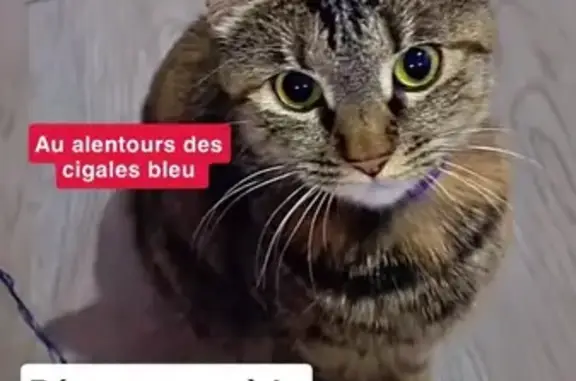 Chat gris perdu à Miramas, collier bleu/vert - photo