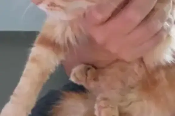 Animaux trouvés , photo: Chat roux et blanc trouvé à Montagnac