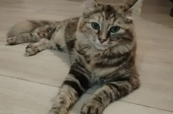 Chat perdu, Comines, photo: Chat tricolore perdue, Tina, rue Schoutteten