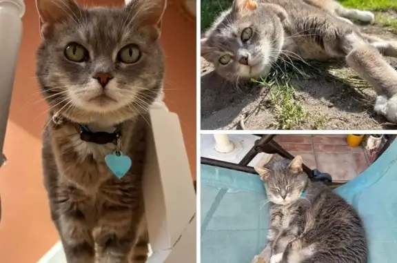 Chat perdu, Sin-le-Noble, photo: Chatte Pixel perdue, malade, rue E. Charlet