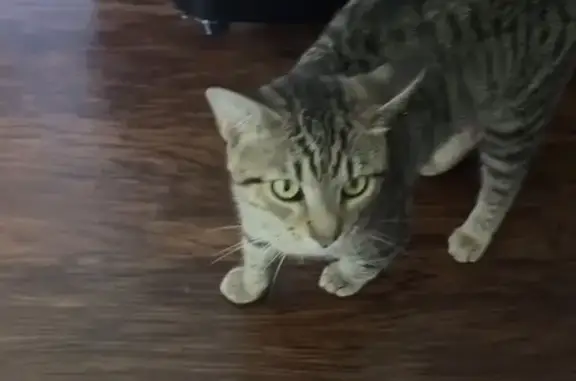 Lost Striped Cat: Trotter Rd, Indy