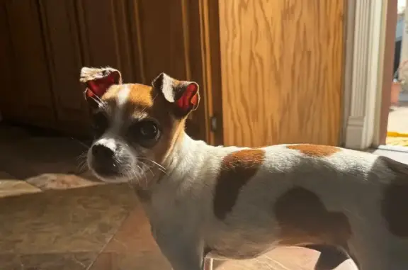 Lost pets Norwalk, photo: Help Find Chomper: Lost Senior Chihuahua