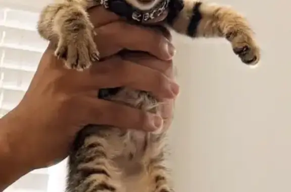 Lost and found pets Bryan, photo: Lost Tabby with Skull Collar in Bryan