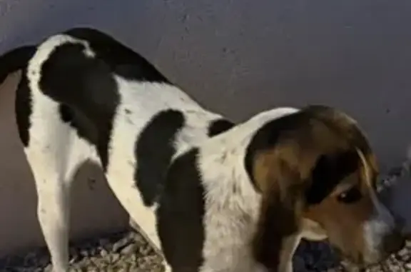 Animaux trouvés , photo: Chien tricolore élancé trouvé à Cahors