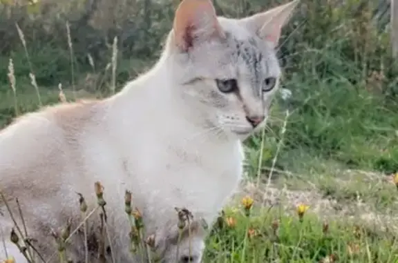 Phoebe, chatte perdue à Bouguenais - photo