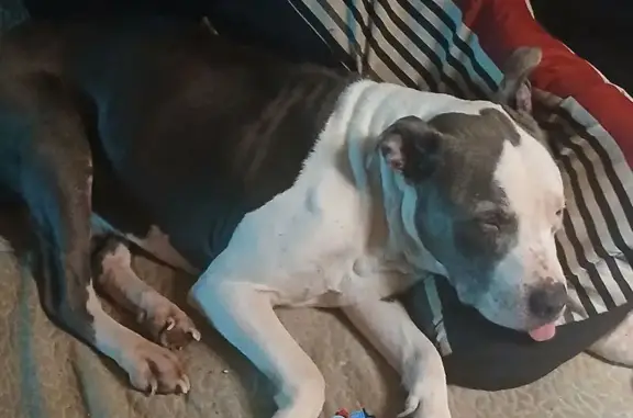 Lost Senior Dog: Gray & White in Columbus