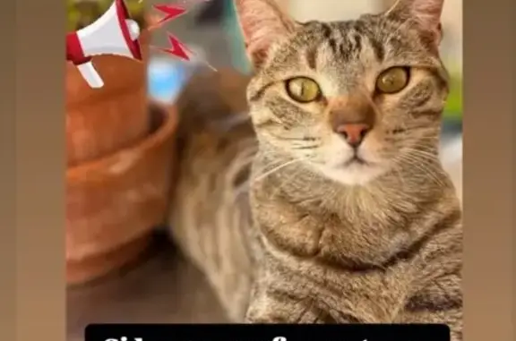 ¡Gata Romana Perdida en Cartagena!